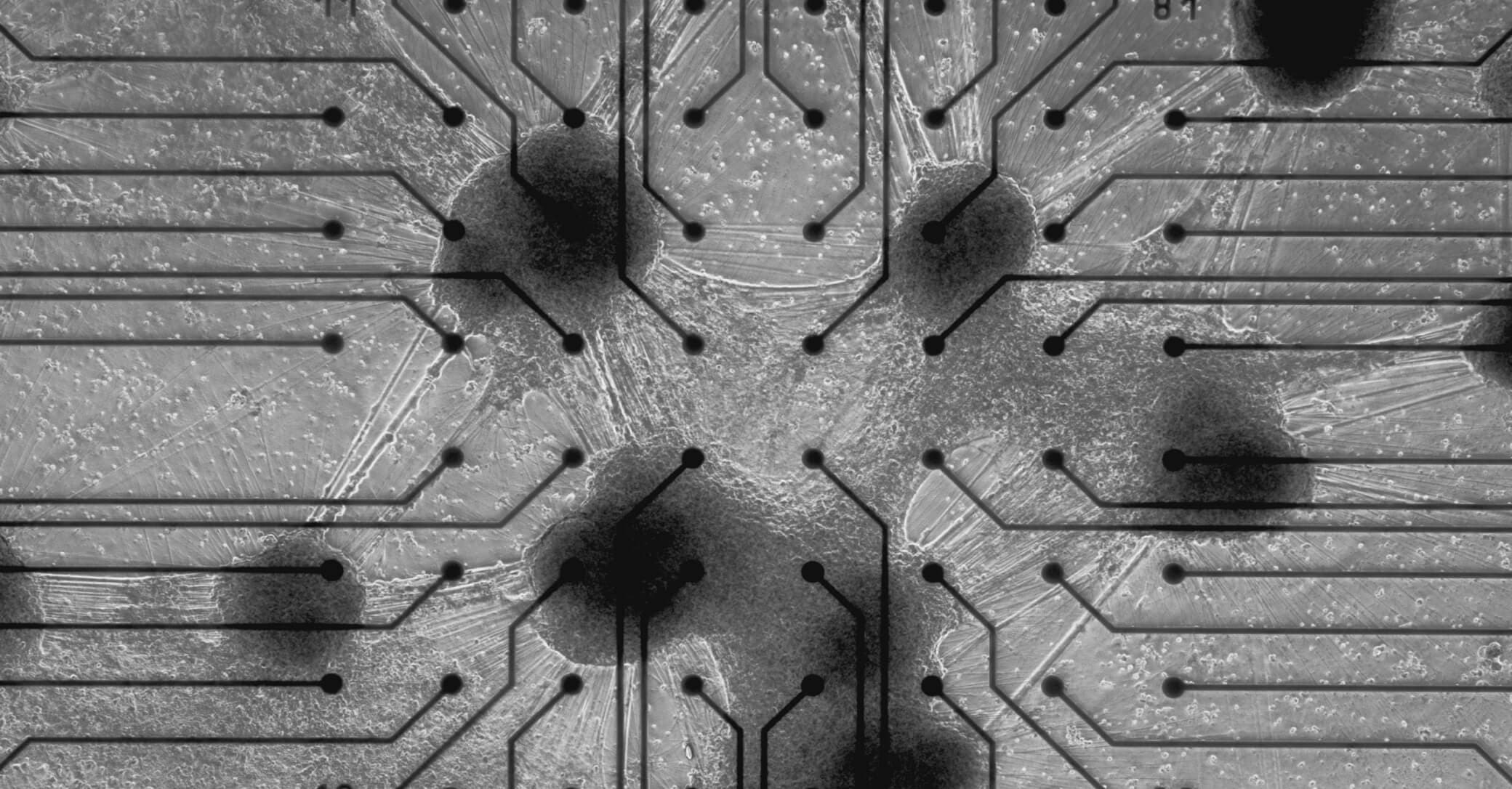 Living neurons on a microelectrode array โ the biological core of NeuralHFT